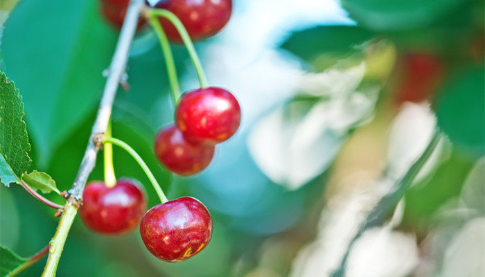 夏至吃什么水果 夏至吃什么食物和水果