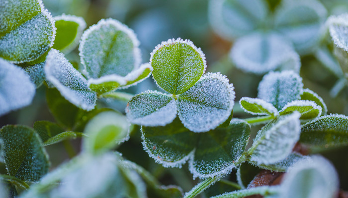 霜降是什么季节的节气 霜降过了是什么节气