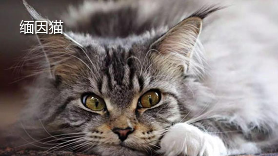 缅因猫的介绍 缅因猫介绍