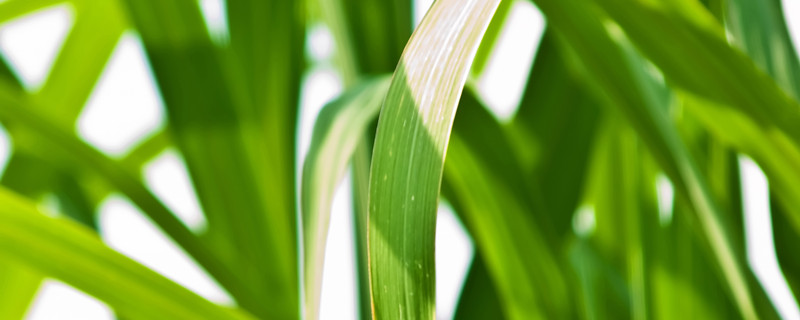 立春的习俗简介 中国立春习俗介绍