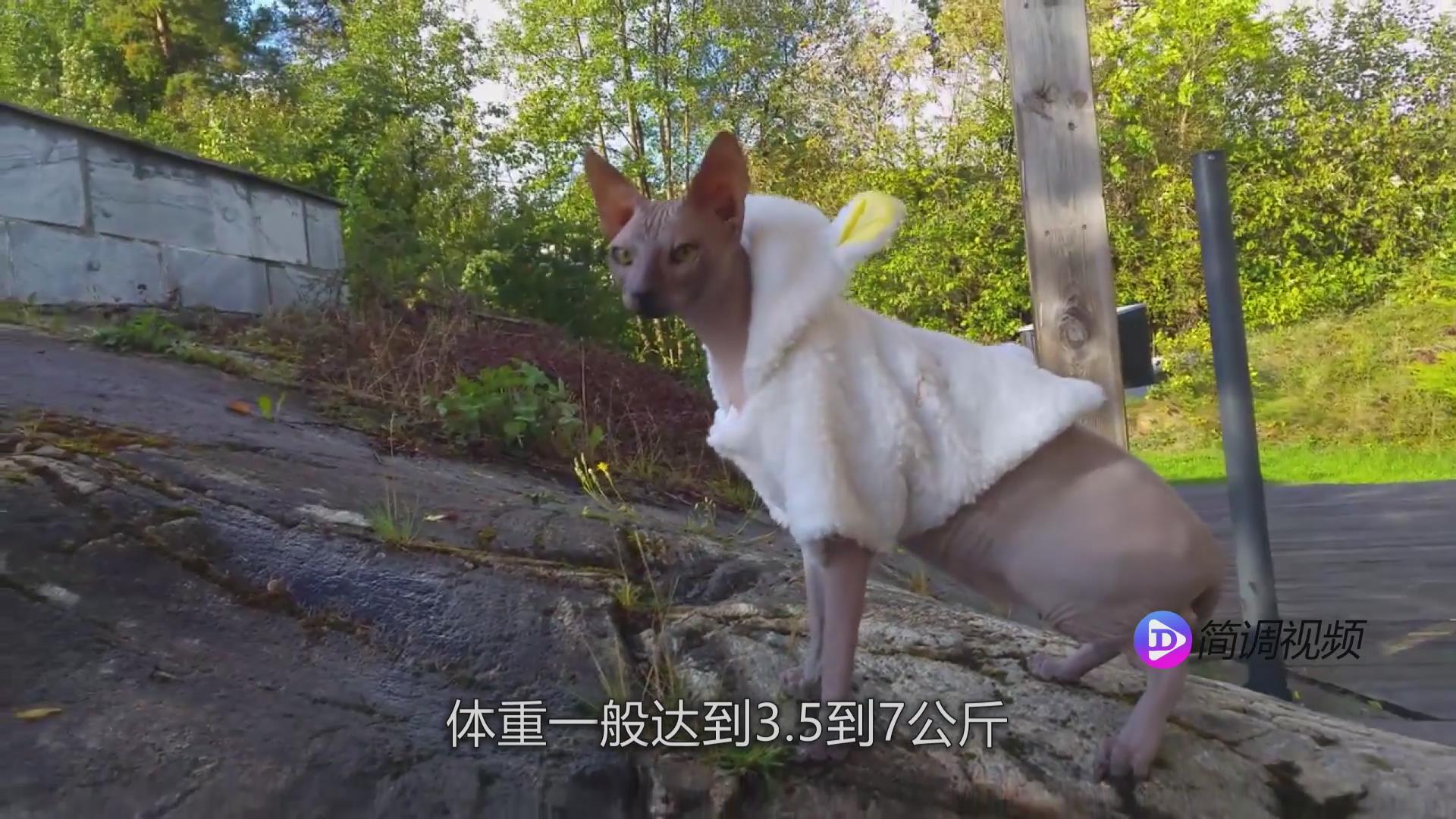无毛猫的介绍 无毛猫介绍