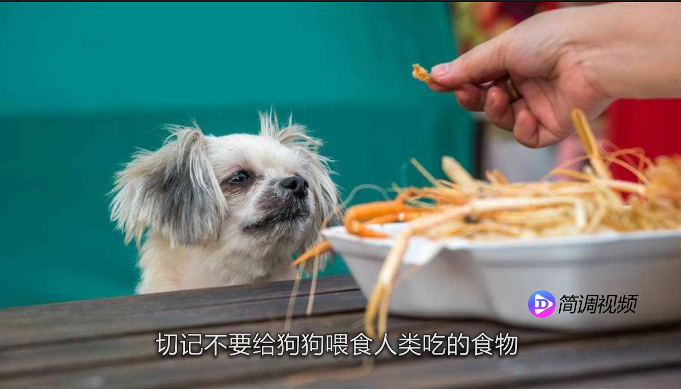 博美犬吃什么 博美犬吃什么比较好