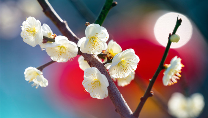 描写立春的古诗 描写立春的古诗有哪些