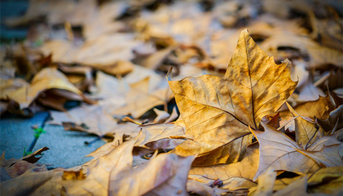 关于秋分的谚语歇后语 秋分歇后语