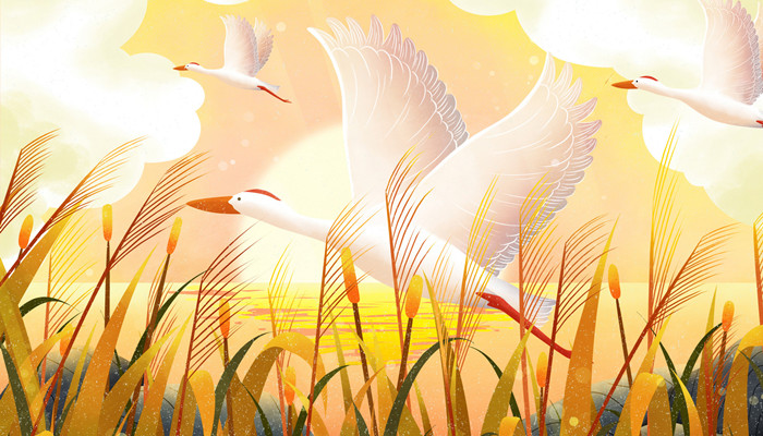 白露茶属于什么茶 白露茶是属于什么茶