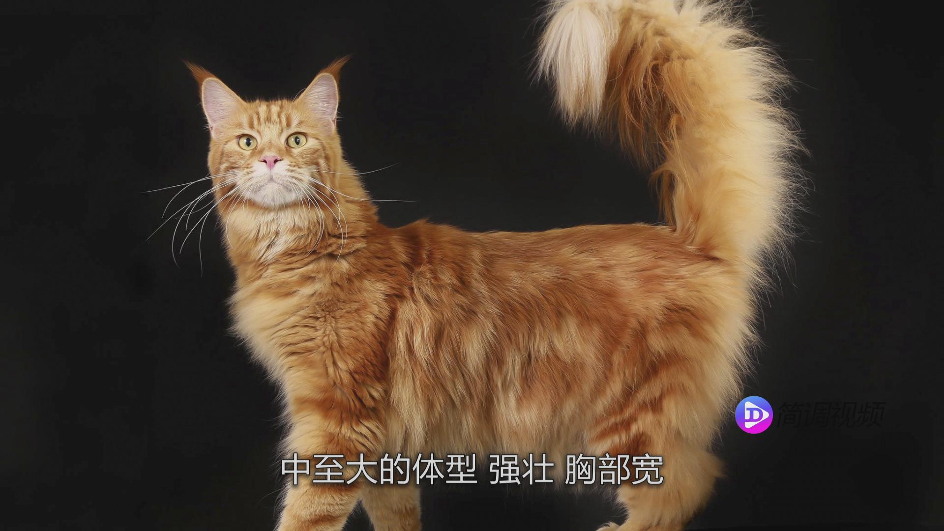 缅因猫的介绍 缅因猫介绍