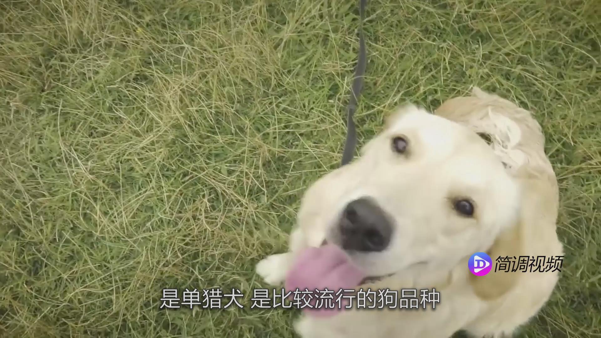 金毛犬怎么训练 金毛犬怎么训练啊