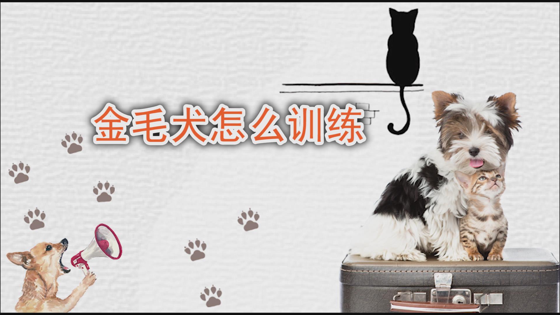 金毛犬怎么训练 金毛犬怎么训练啊