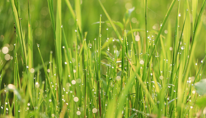 白露的古诗 白露的古诗有哪些