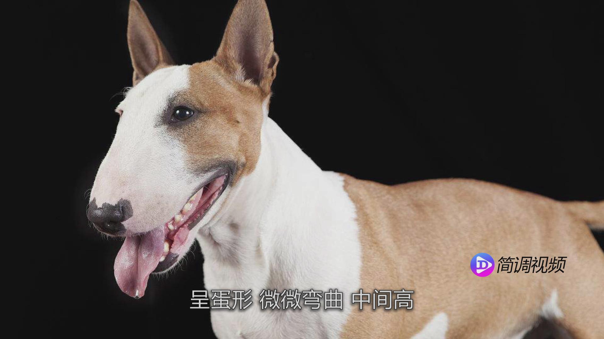 牛头梗的介绍 牛头梗介绍