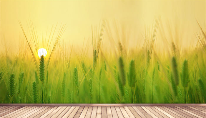 关于秋分的谚语 关于秋分的谚语有什么