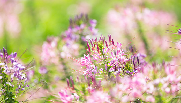 关于春分的古诗 关于春分的古诗词