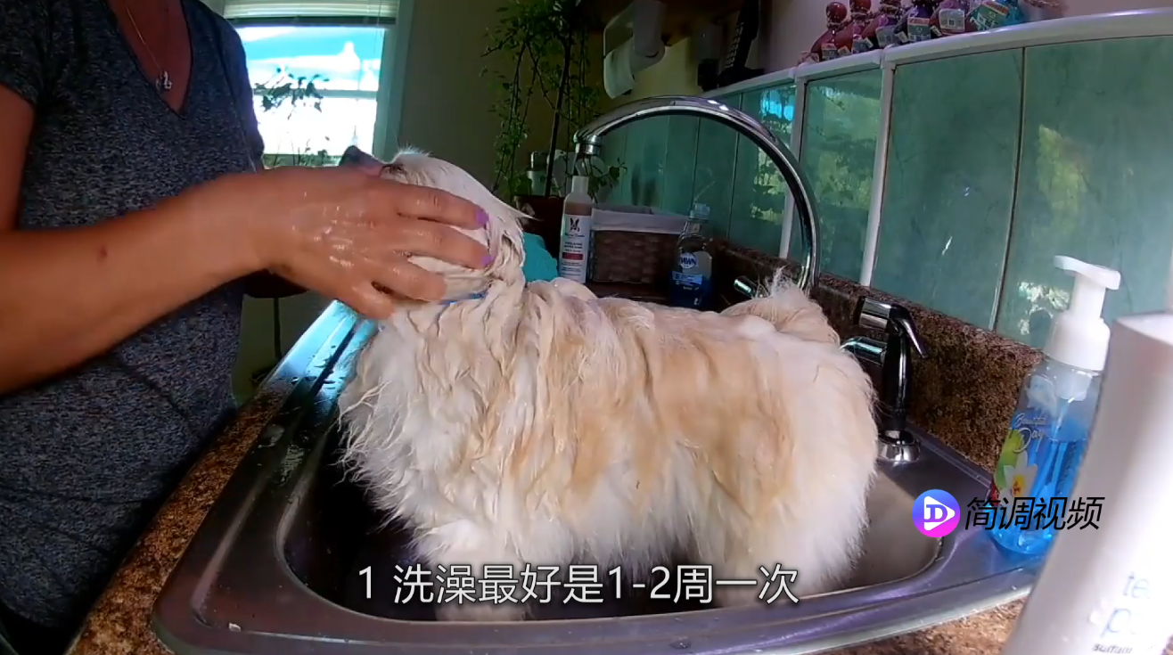 博美犬的寿命 博美犬的寿命是多少年的