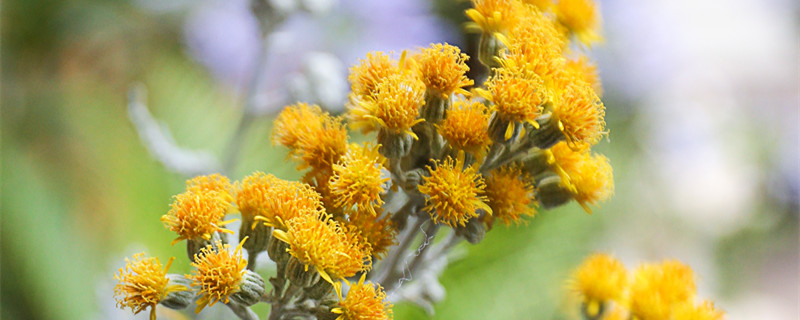 关于立夏的谚语有哪些 关于立夏的谚语有什么