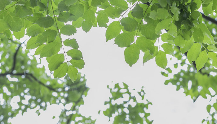 夏至的习俗完整版 夏至全部视频完整版