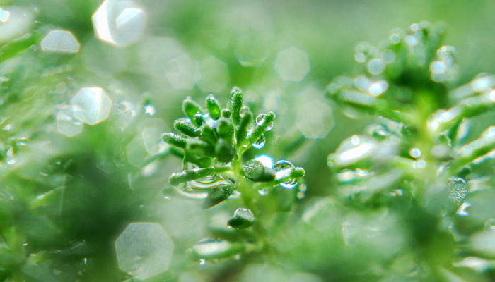 白露的古诗 白露的古诗有哪些