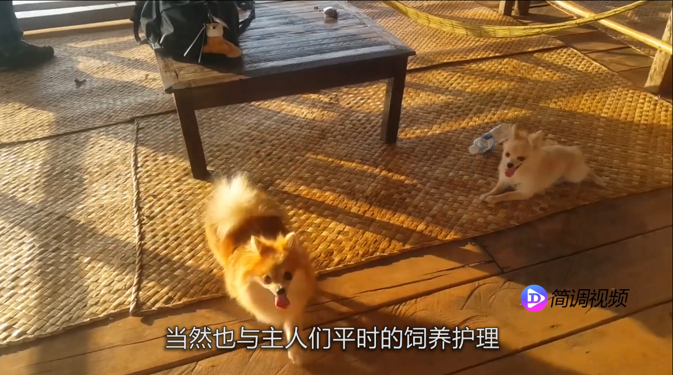 博美犬的寿命 博美犬的寿命是多少年的
