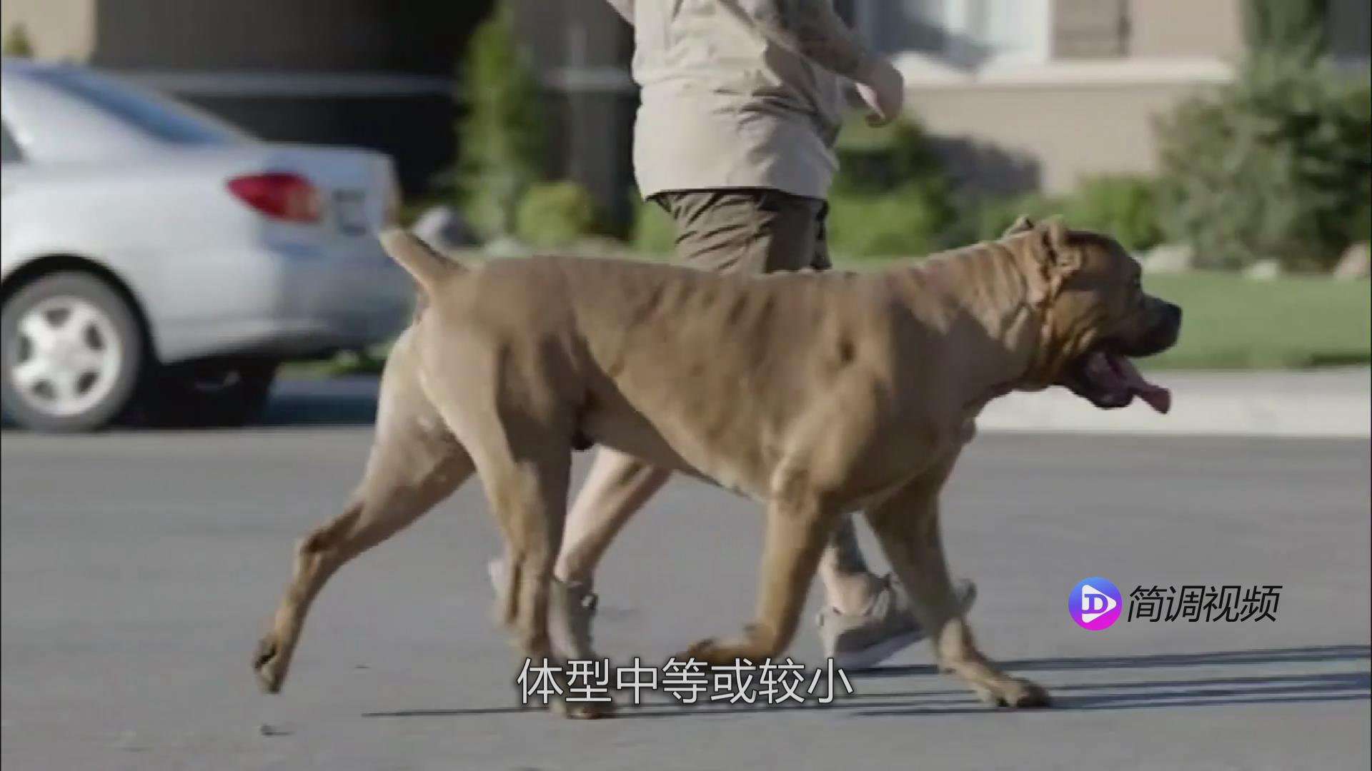 法国斗牛犬的介绍 法国斗牛犬介绍