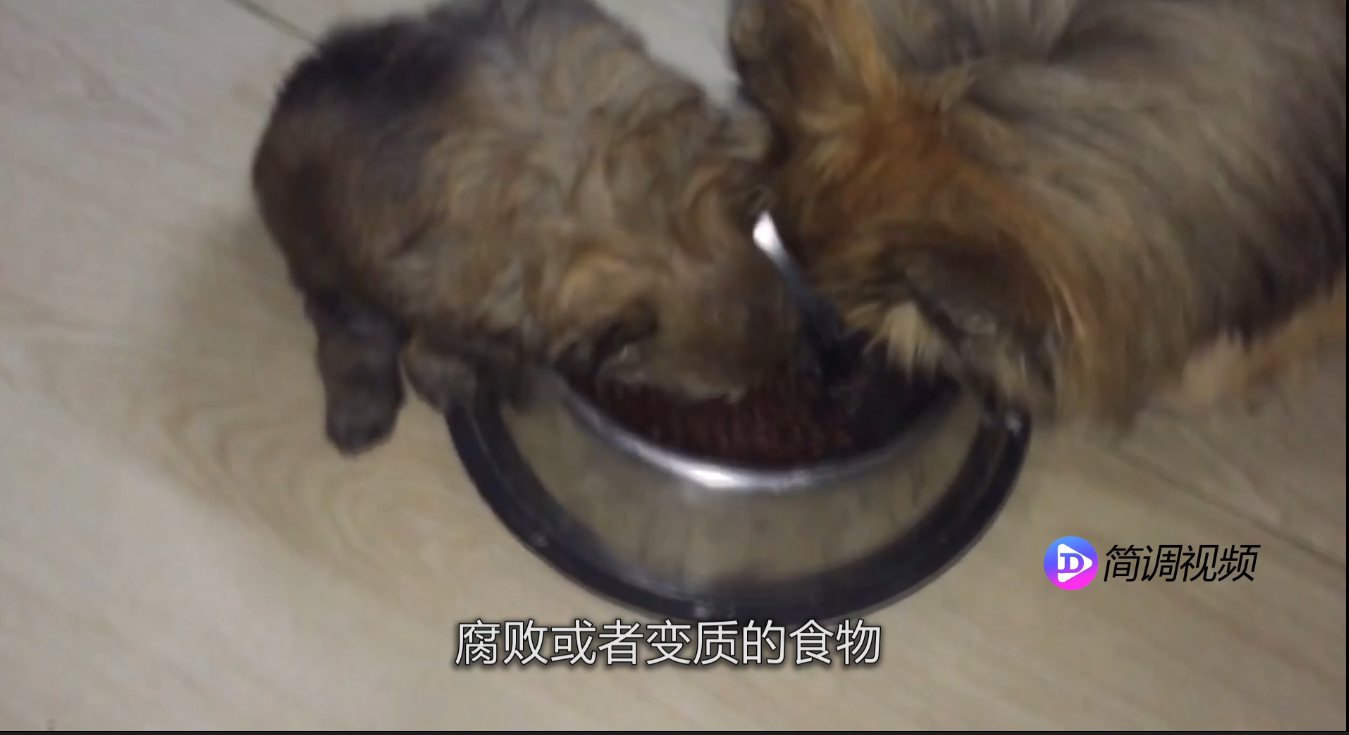 博美犬吃什么 博美犬吃什么比较好
