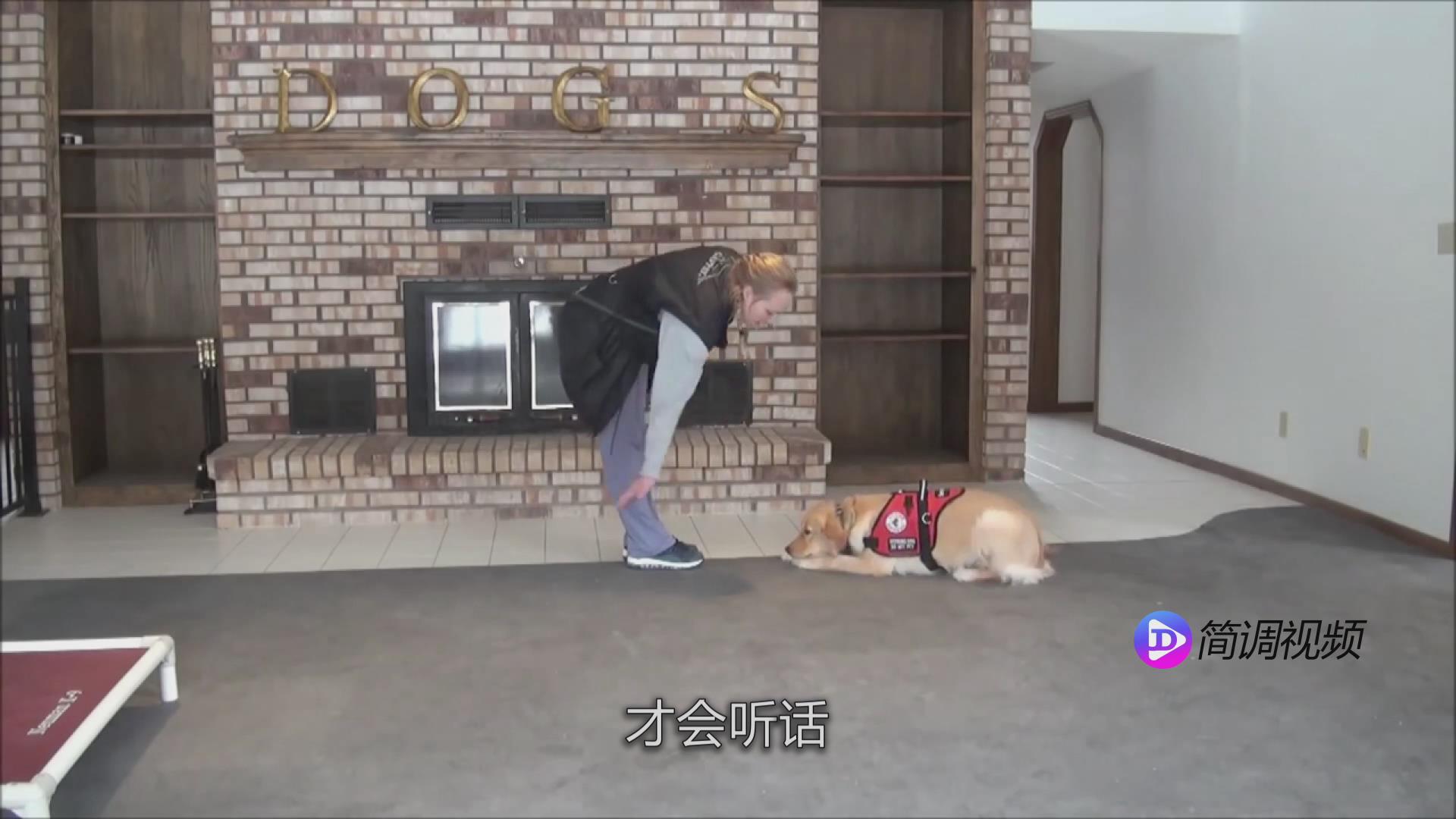 金毛犬怎么训练 金毛犬怎么训练啊