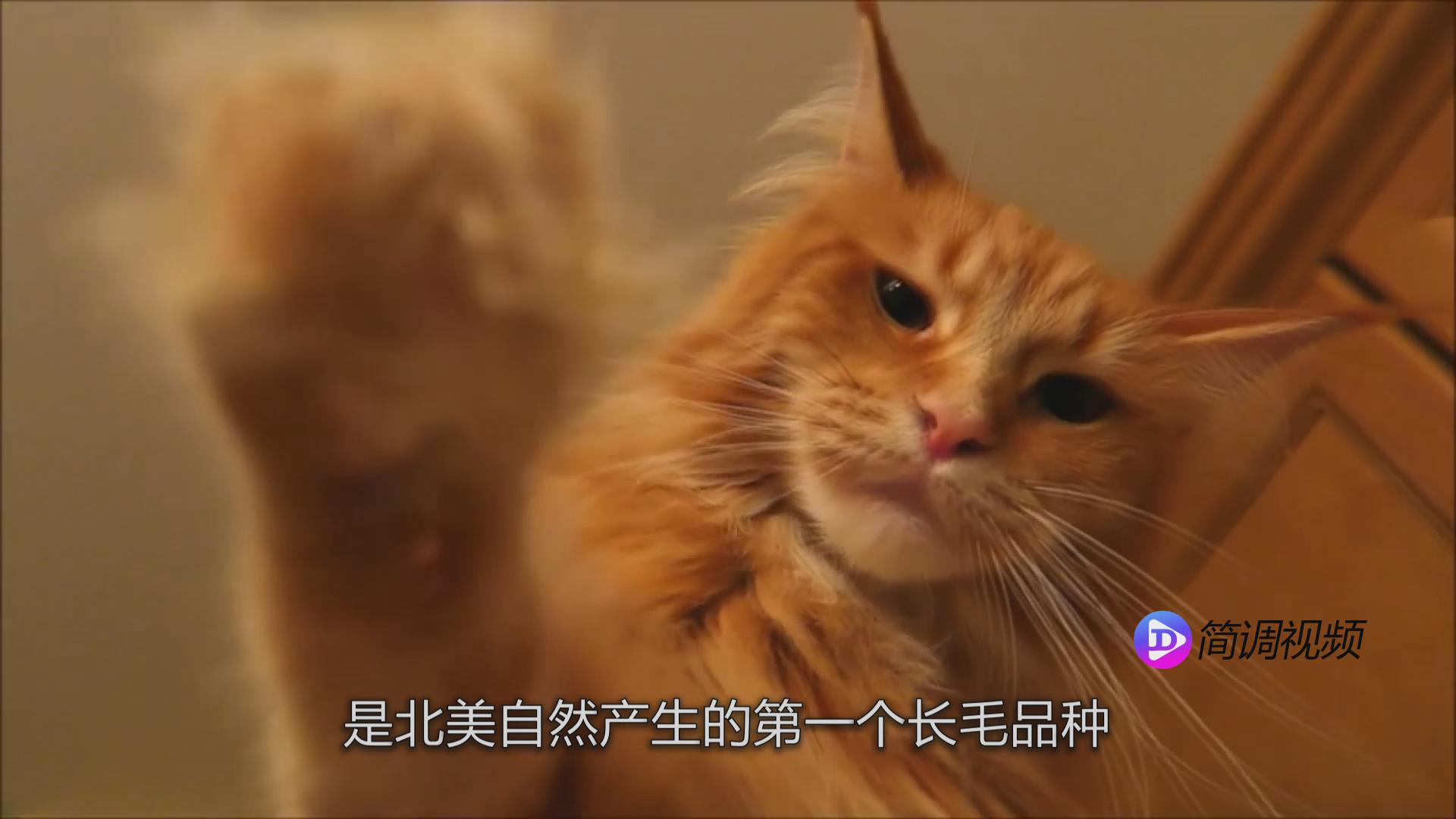缅因猫的介绍 缅因猫介绍