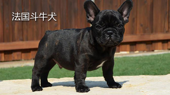 法国斗牛犬的介绍 法国斗牛犬介绍