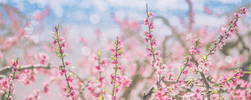 关于春分的诗句 关于春分的诗句有什么