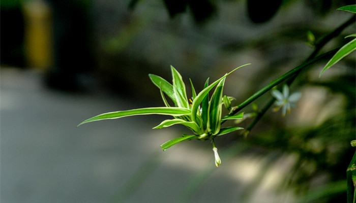 关于立夏的谚语有哪些 关于立夏的谚语有什么