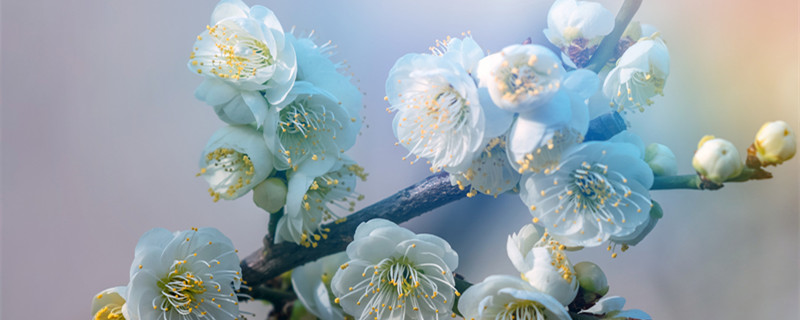 立春著名诗句 立春著名的诗句