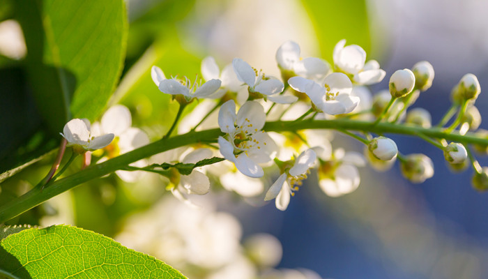 立春著名诗句 立春著名的诗句