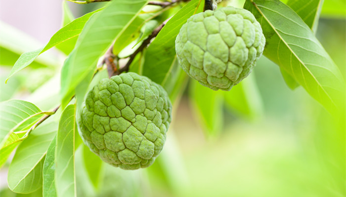 描写立春节气的古诗 描写立春节气的古诗词