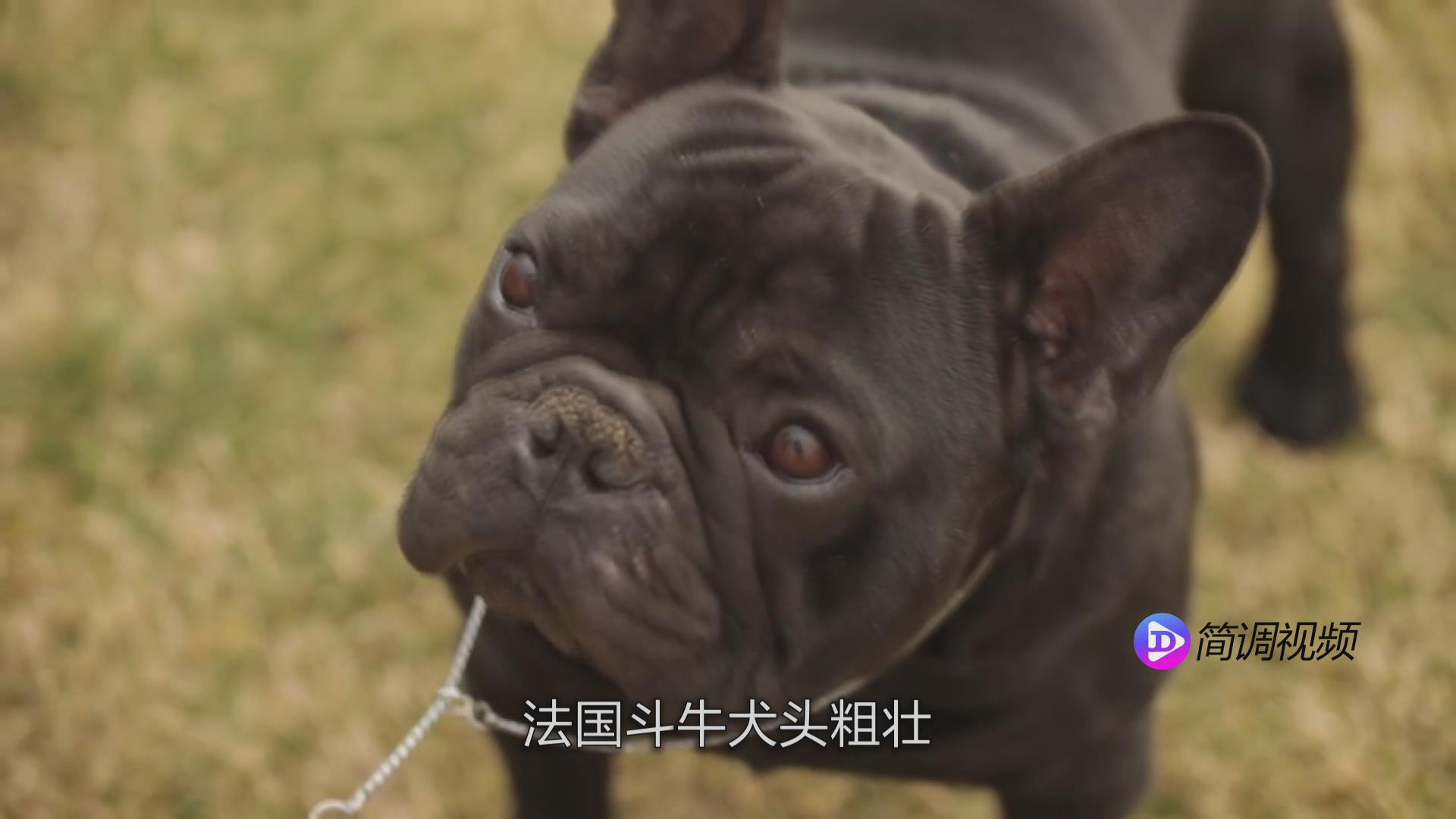 法国斗牛犬的介绍 法国斗牛犬介绍