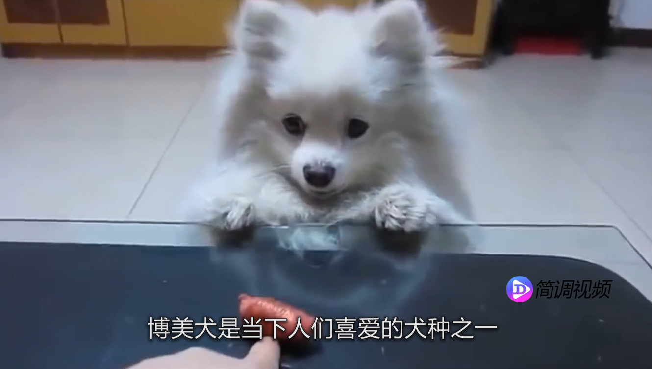博美犬好养吗 博美犬好养吗视频