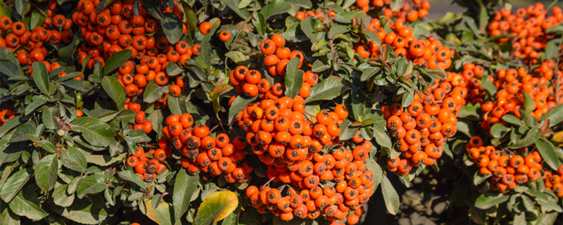 关于秋分的谚语歇后语 秋分歇后语