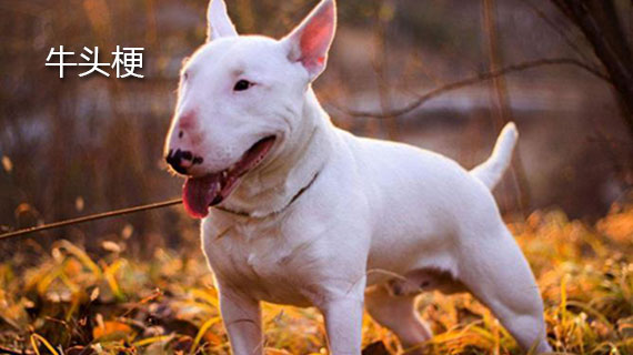 牛头梗的介绍 牛头梗介绍