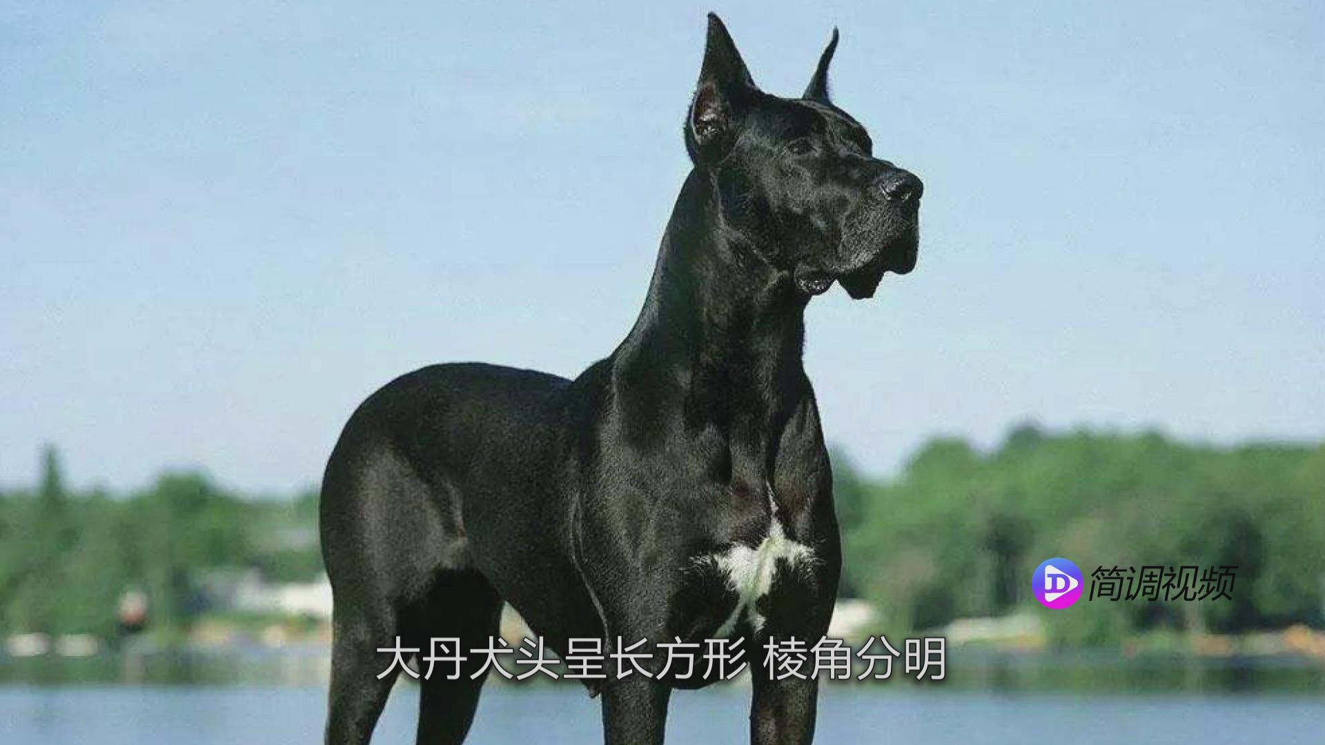 大丹犬的介绍 大丹犬介绍大全