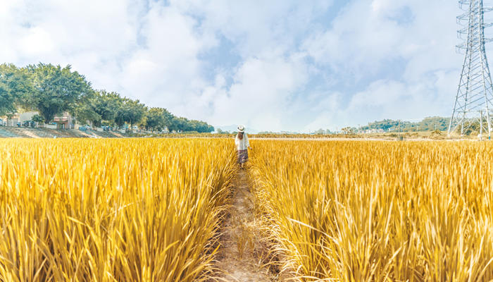 关于秋分的谚语 关于秋分的谚语有什么