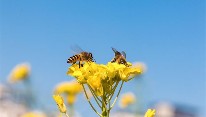 关于春分的诗句 关于春分的诗句有什么