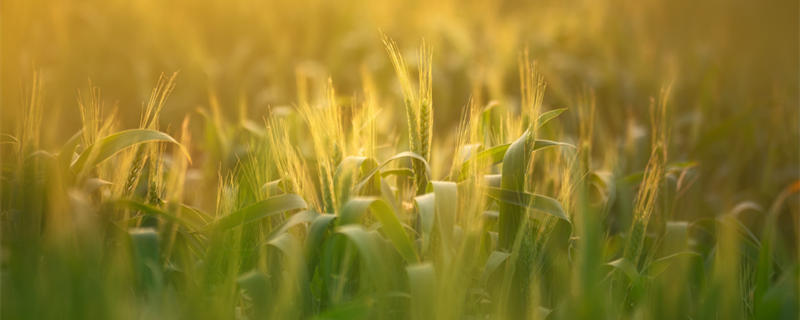 关于秋分的谚语 关于秋分的谚语有什么