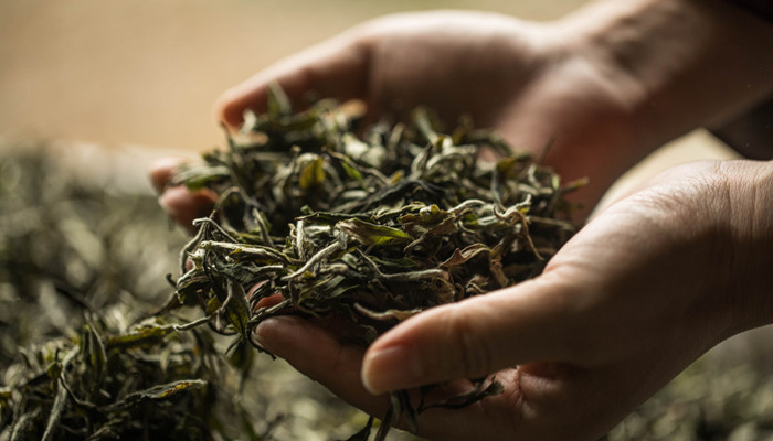 白露茶属于什么茶 白露茶是属于什么茶