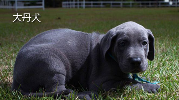 大丹犬的介绍 大丹犬介绍大全