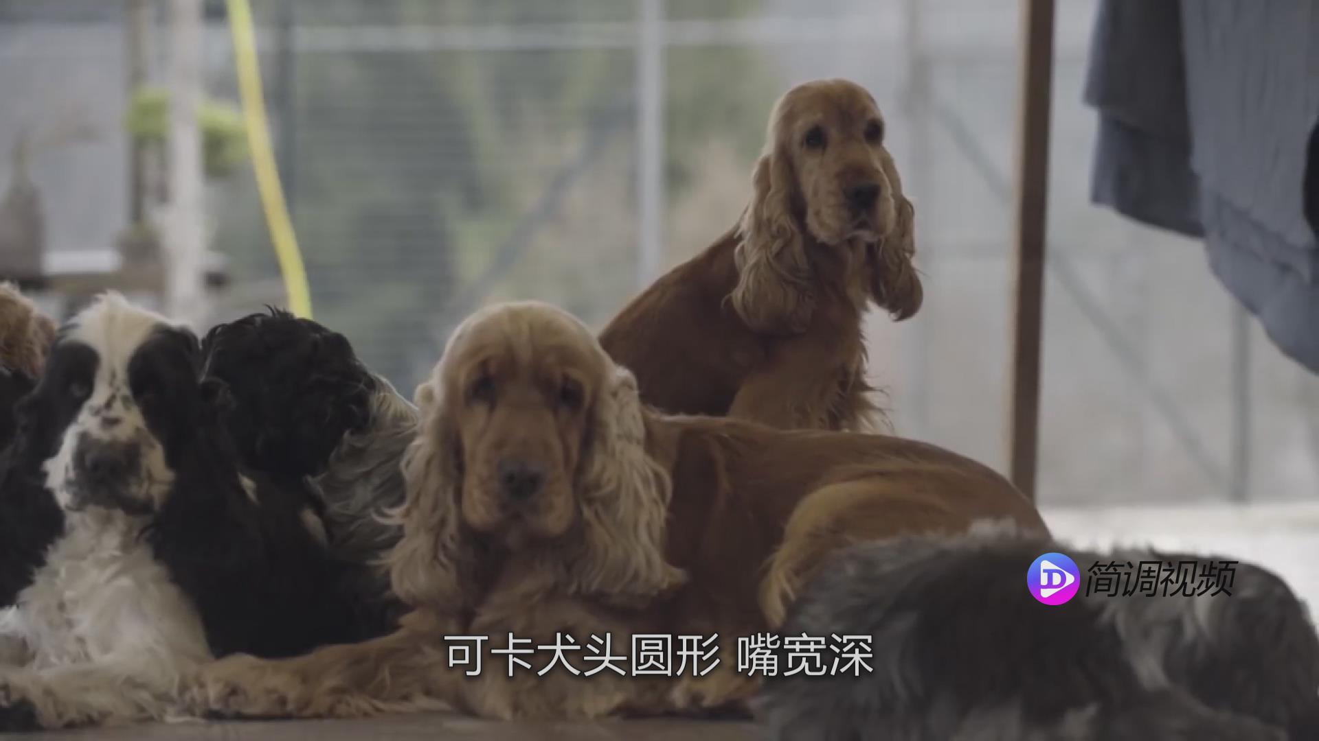 可卡犬的介绍 可卡犬详细介绍