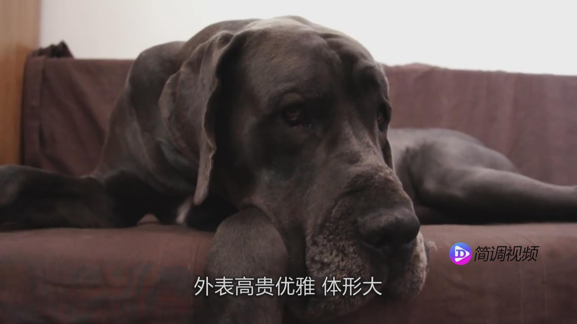 大丹犬的介绍 大丹犬介绍大全