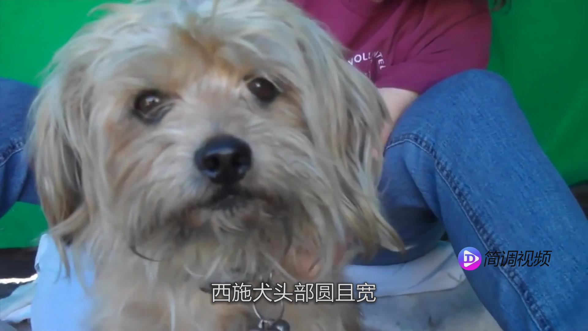 西施犬的介绍 西施犬资料介绍