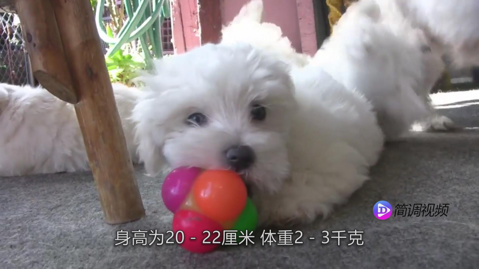 马尔济斯犬的介绍 马尔济斯犬的介绍视频