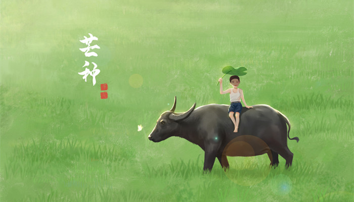 芒种是什么节气 芒种是什么节气中的