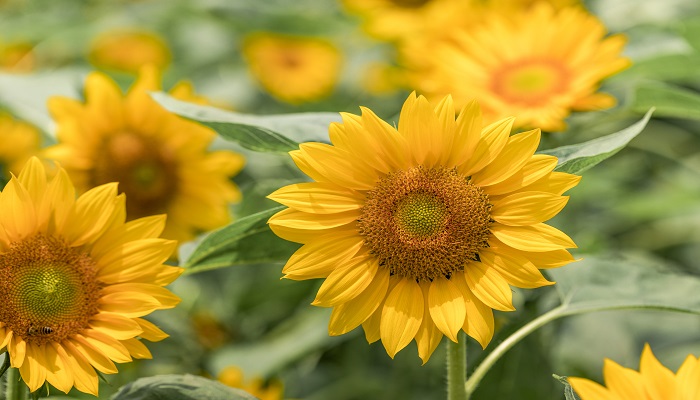 春分的古诗 春分的古诗诗句