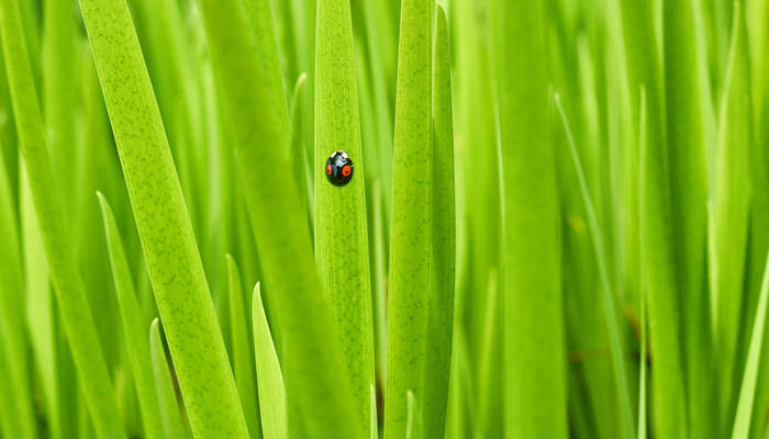 立春是什么时候 立春是什么时候的