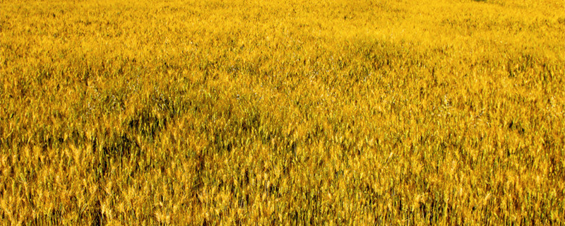 2022芒种是几月几日 2022几月几日芒种