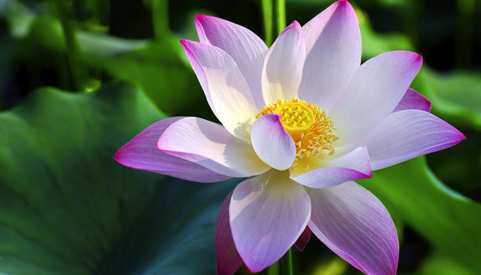 夏至有什么风俗 夏至有什么风俗习惯